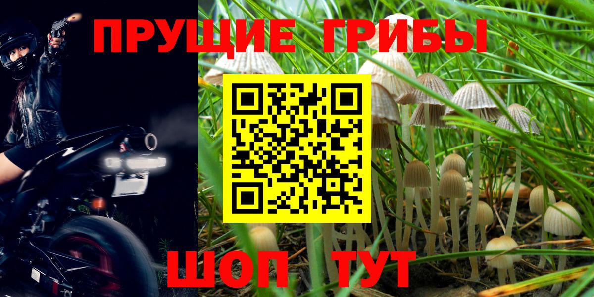 Галлюциногенные грибы прущие грибы  Вход с VPN  Тула  Галлюциногенные грибы мицелий 
